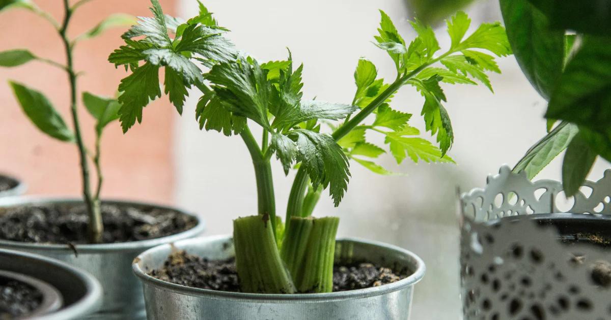 grow celery grow celery