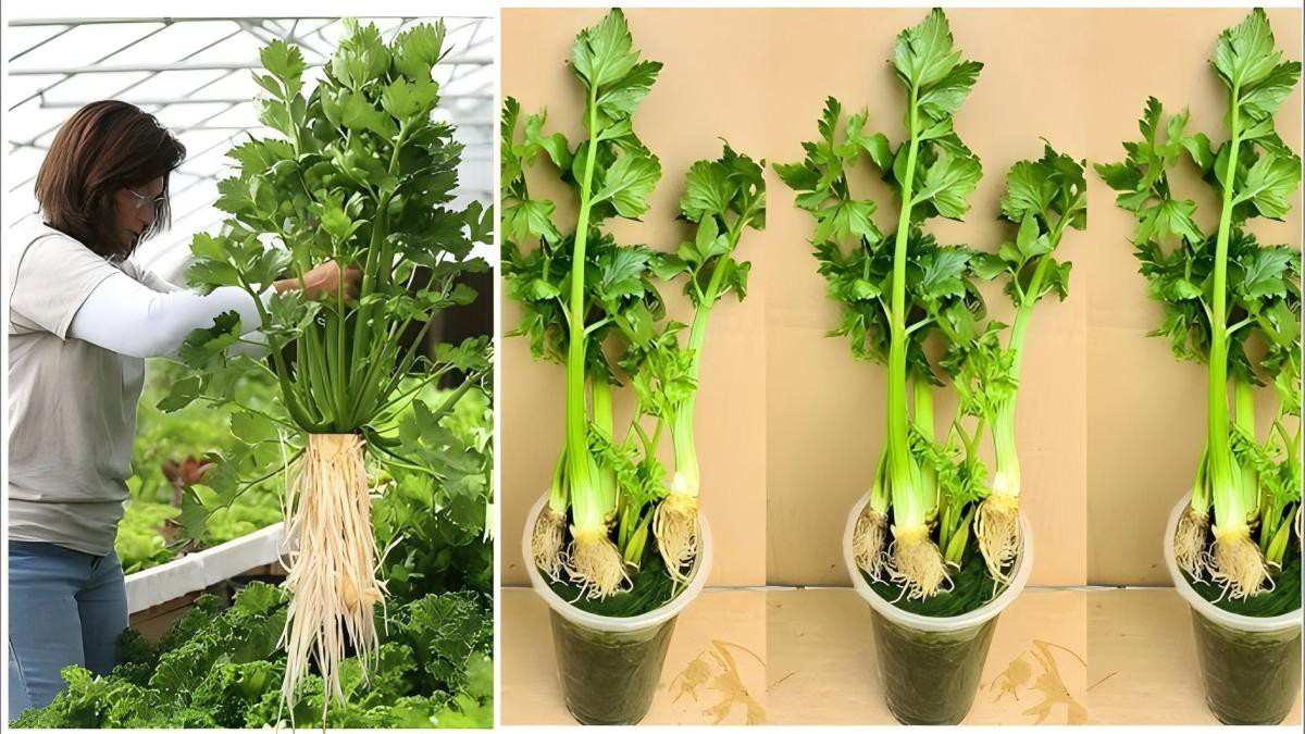 growing celery growing celery