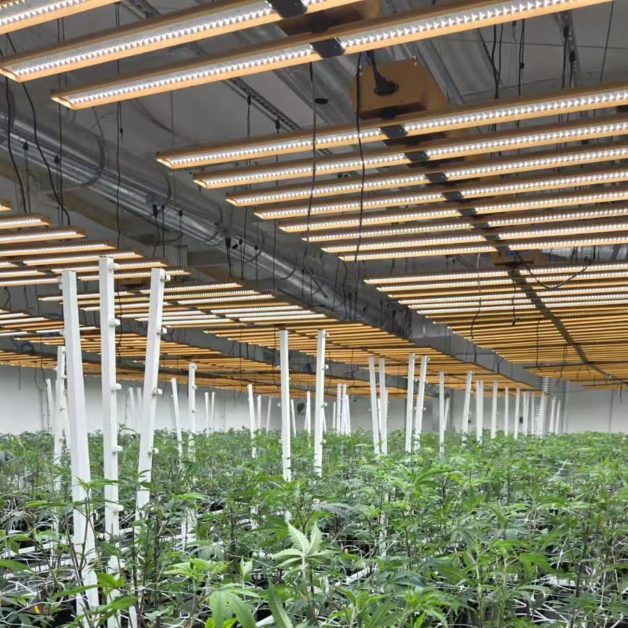 LED grow light for cannabis LED grow light for cannabis